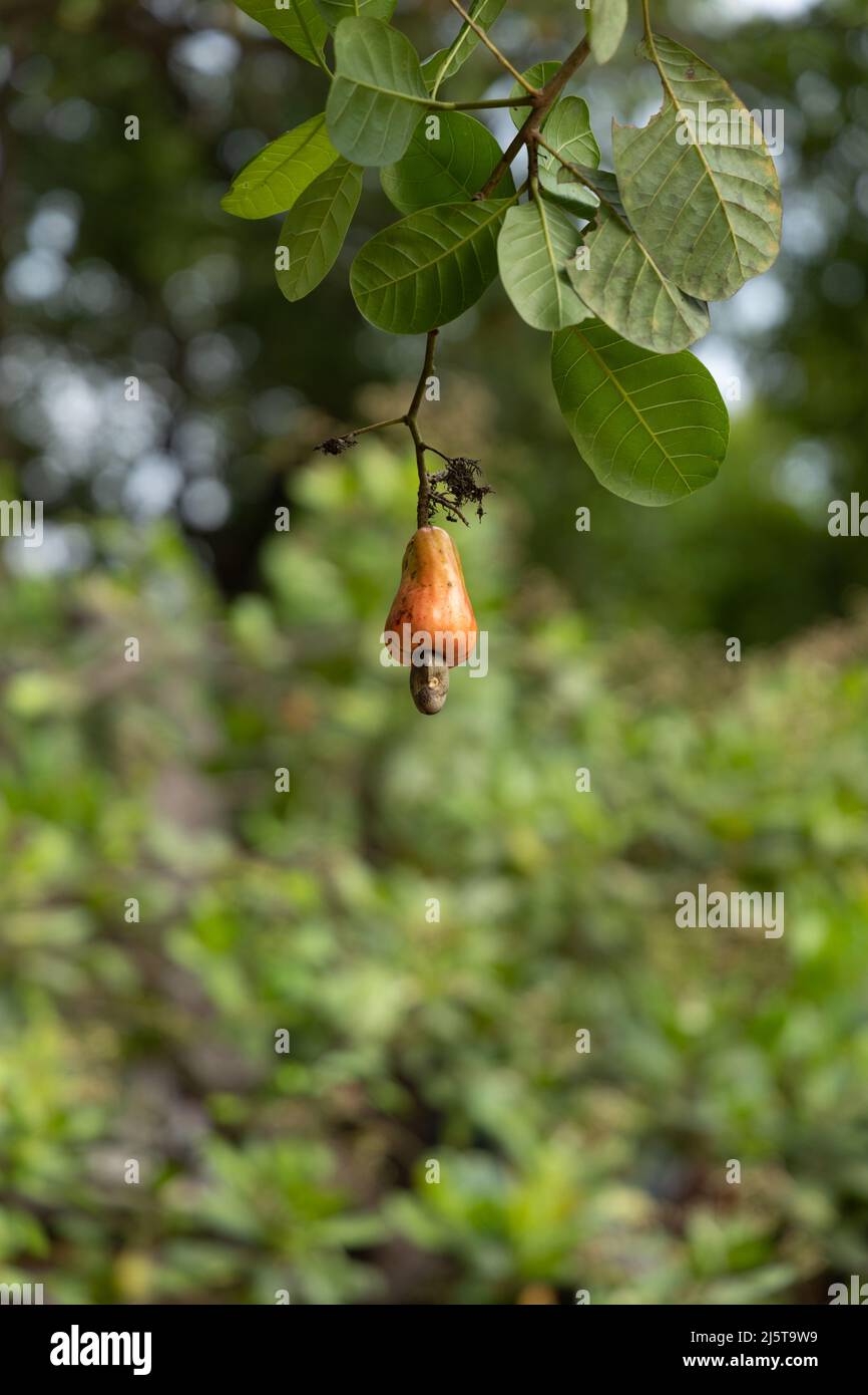 Reife und nicht gerupfte Cashew-Äpfel oder Cashew-Früchte hängen vom Baum Stockfoto