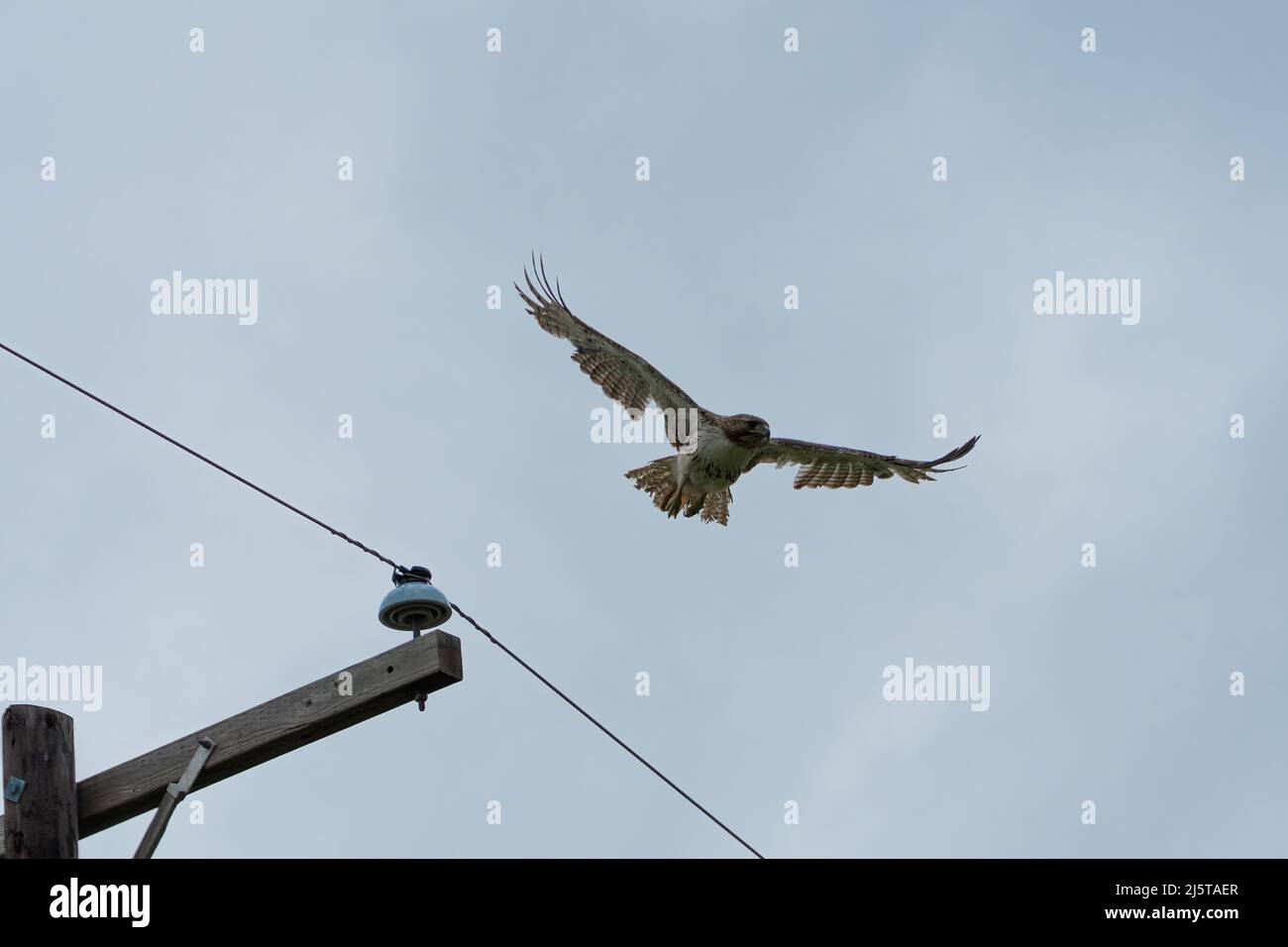 Ein schwanziger Rotschwanzhackhund mit fehlenden Federn und Lücken im Flügelgefieder, der von der Spitze eines Strommostes aus fliegt. Stockfoto