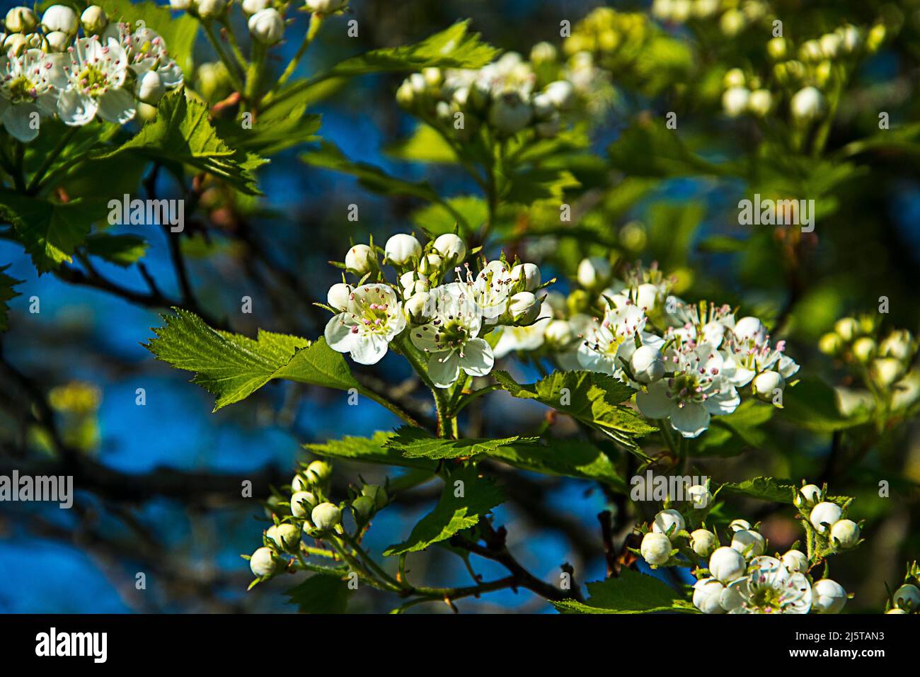Hawthorn Blossom in einem Garten in Lancashire Stockfoto Hawthorn Blossom in einem Garten in Lancashire Stockfoto