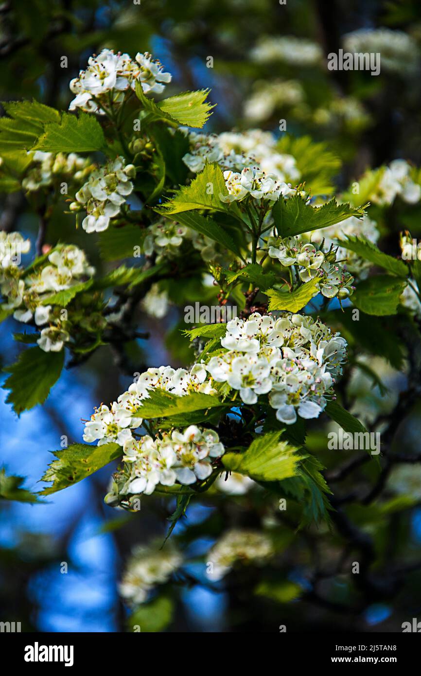 Hawthorn Blossom in einem Garten in Lancashire Stockfoto Hawthorn Blossom in einem Garten in Lancashire Stockfoto