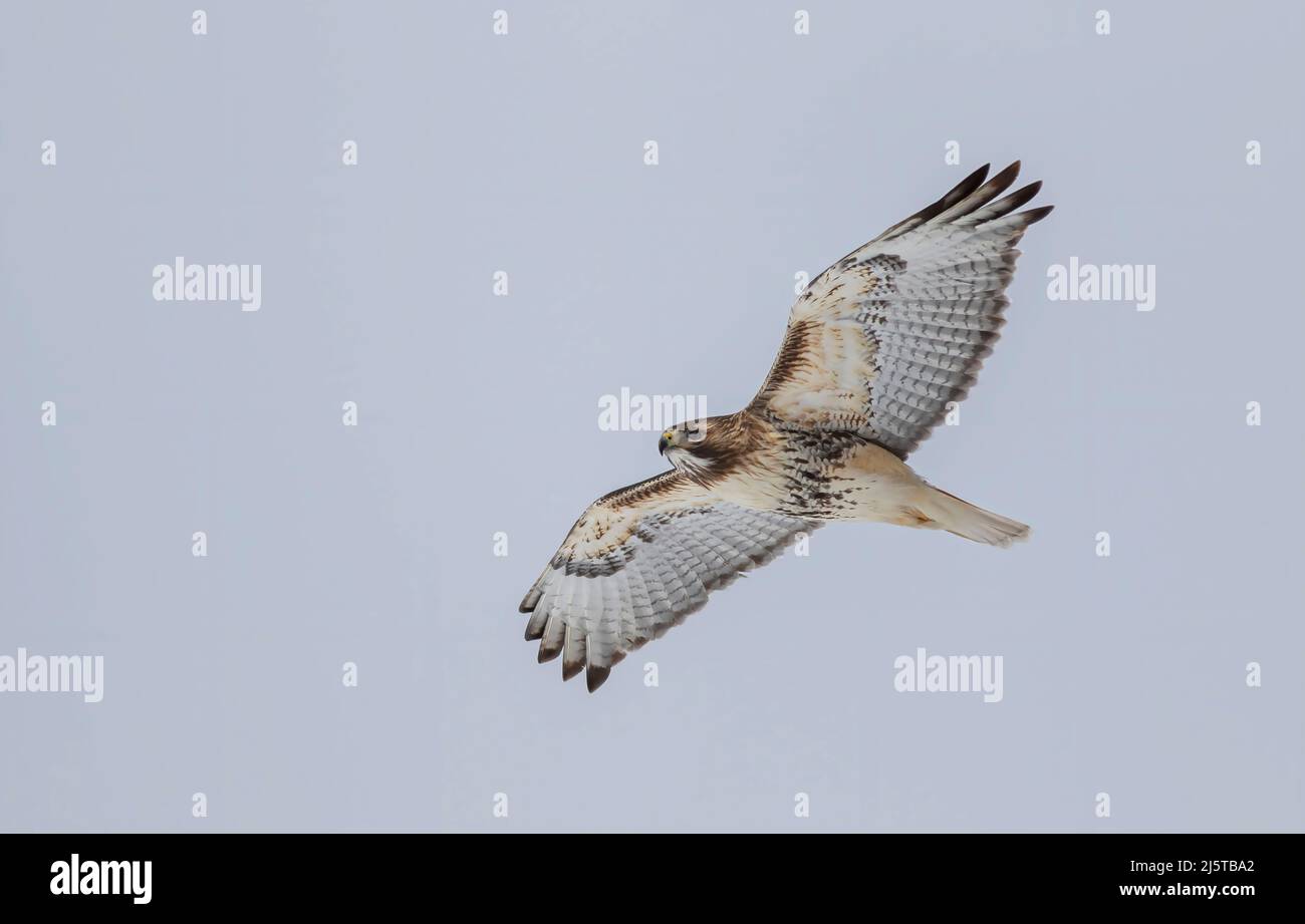 Rotschwanzhawk (Buteo jamaicensis) im Flug isoliert gegen einen blauen Himmel in Kanada Stockfoto