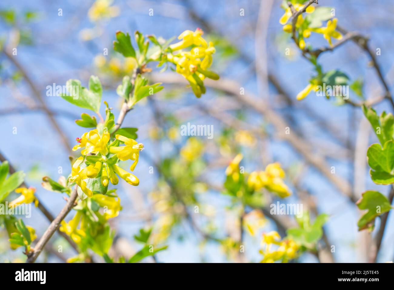 Gelbe Blüten auf einem Johannisbeerbusch. Blühender Garten im Frühling. Gartenarbeit und Pflanzenpflege. Stockfoto