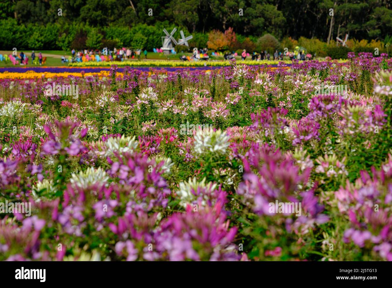 Bei Der Blumenschau Stockfoto