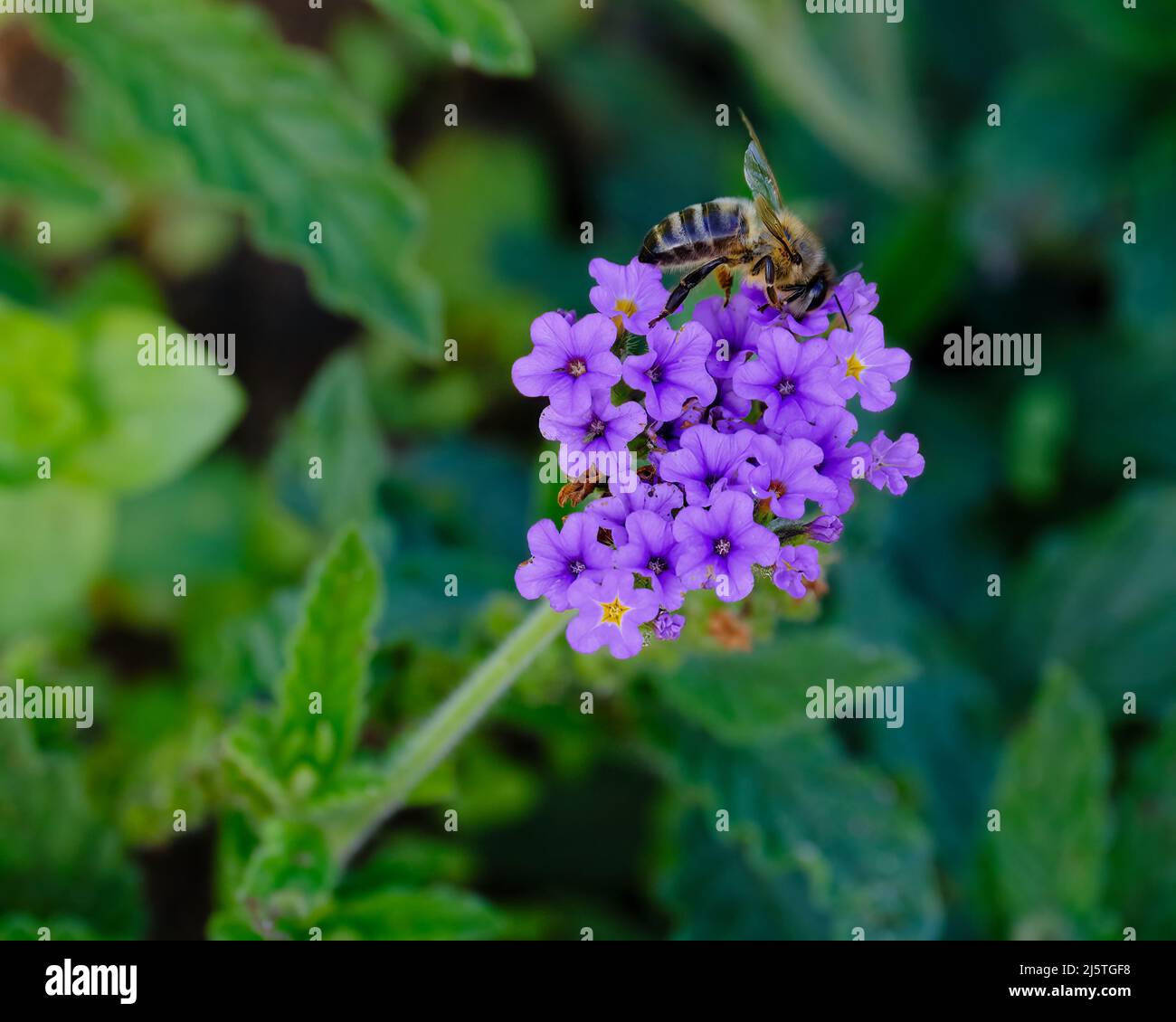 Blaues Heliotrop und Biene Stockfoto