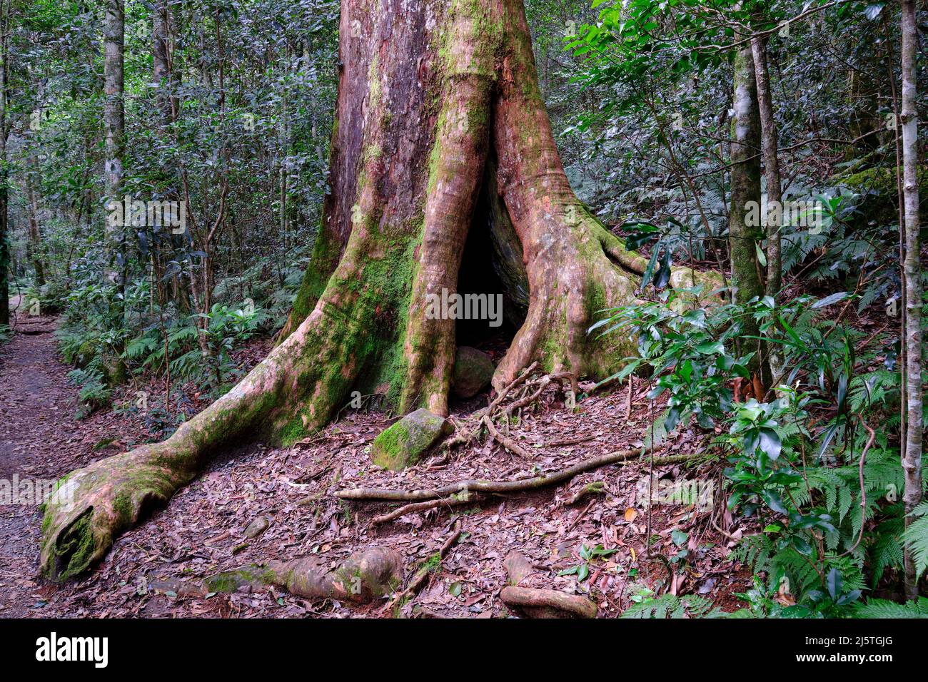 Regenwald-Riese Stockfoto