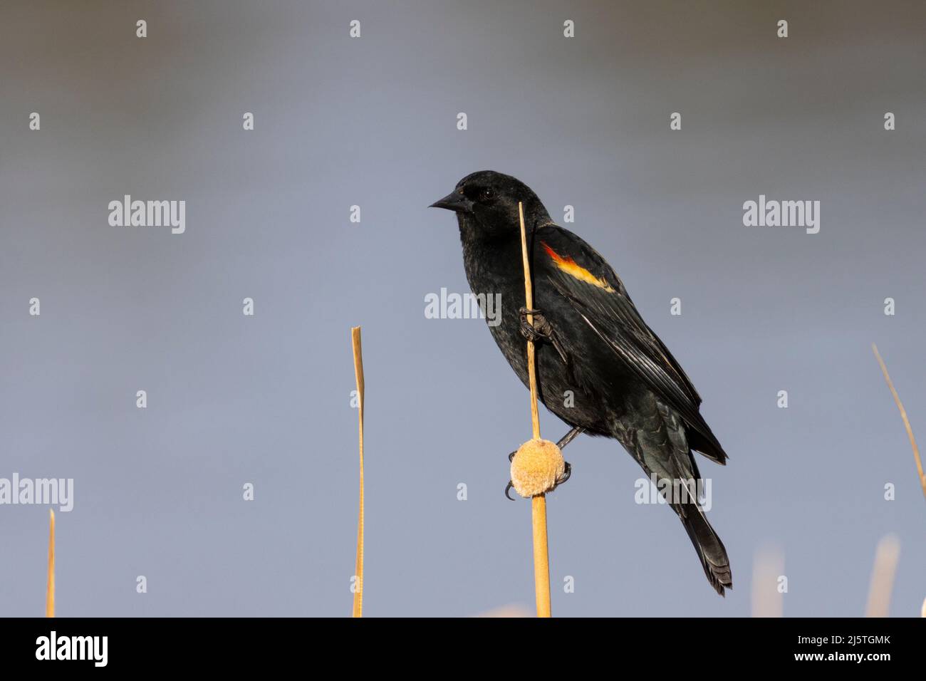 Amsel mit roten Flügeln am Manitou Lake Colorado im Frühling Stockfoto