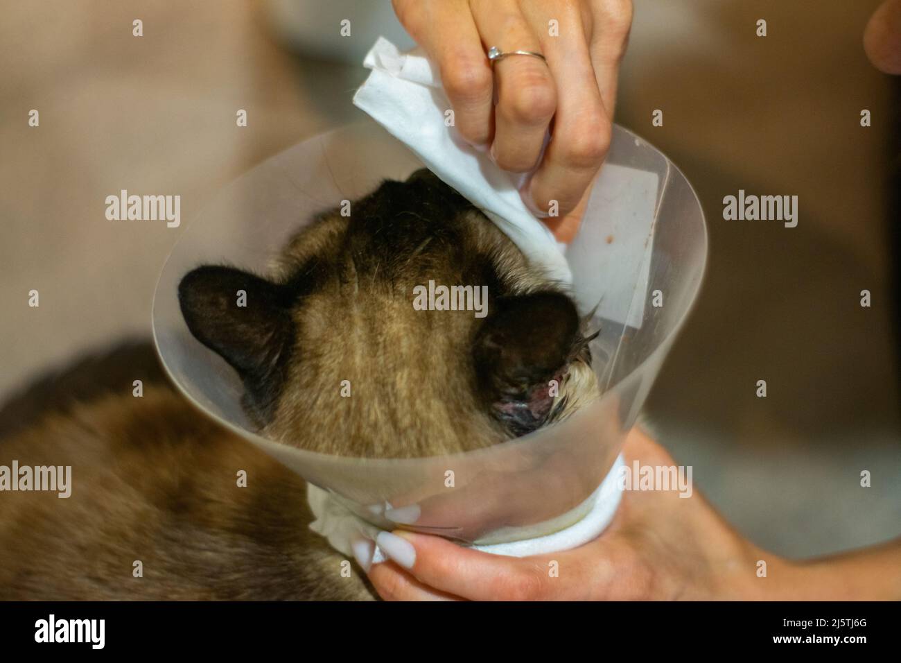 Tierarztpflege, Katzenrettung oder verletzte Katzentragung. Katzenohr-Infektion durch Katzenkampf-Folge. Verwundete Katze bekommt Hilfe und Pflege. Stockfoto