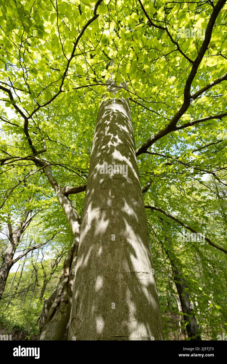 Der Frühlingssonne wirft Schatten auf den Stamm eines Buchenbaums und erleuchtet die neuen Frühlingsblätter, Worcestershire, England. Stockfoto