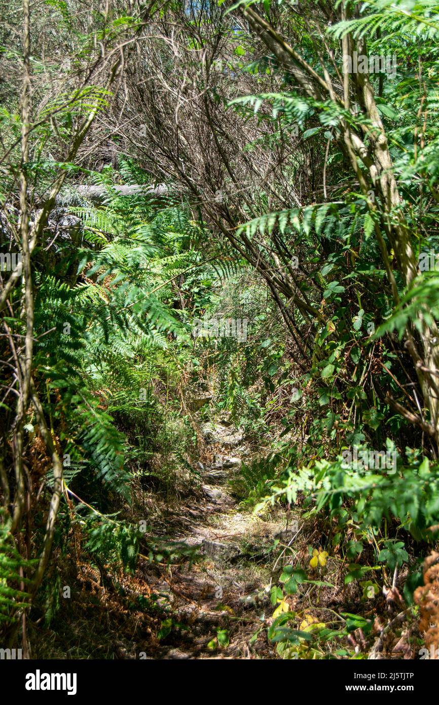 Wandern in den Bergen, Spaziergänge im Freien und die Entdeckung von Naturansichten und Landschaften. Luchs Lebensraum auf den Bergen. Stockfoto