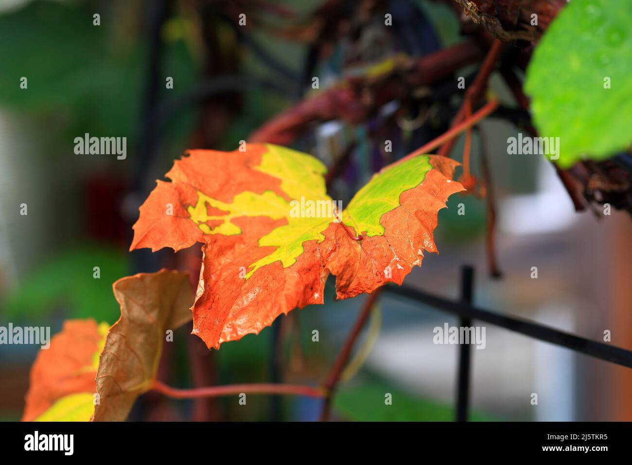 Gefallene Blätter im Herbst Stockfoto