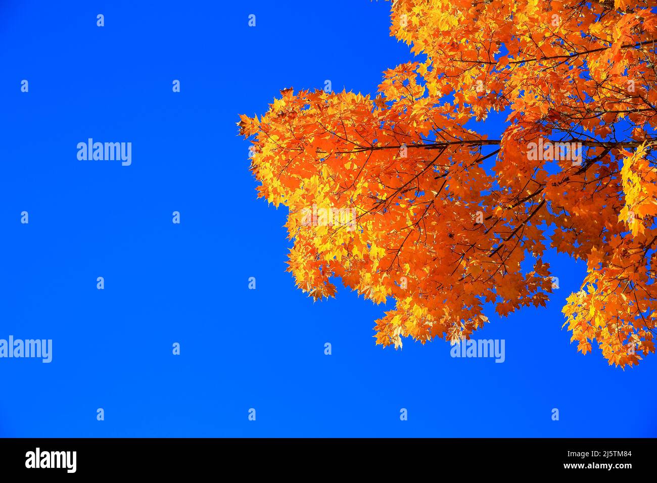 Farbenfroher Herbstahornbaum An Sonnigen Tagen Stockfoto