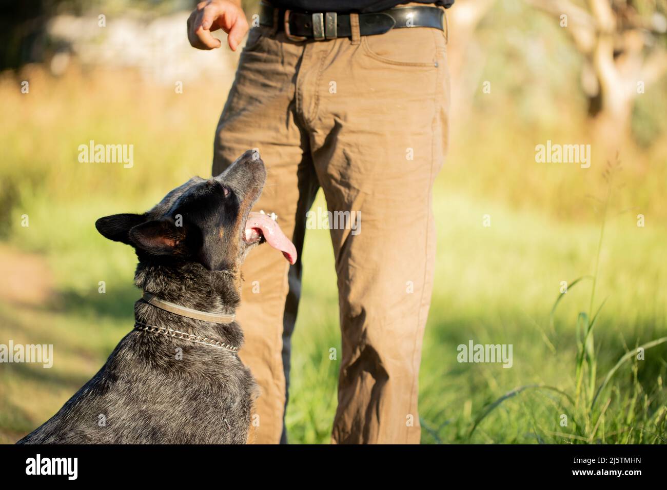 Blue heeler dog playing in -Fotos und -Bildmaterial in hoher Auflösung –  Alamy