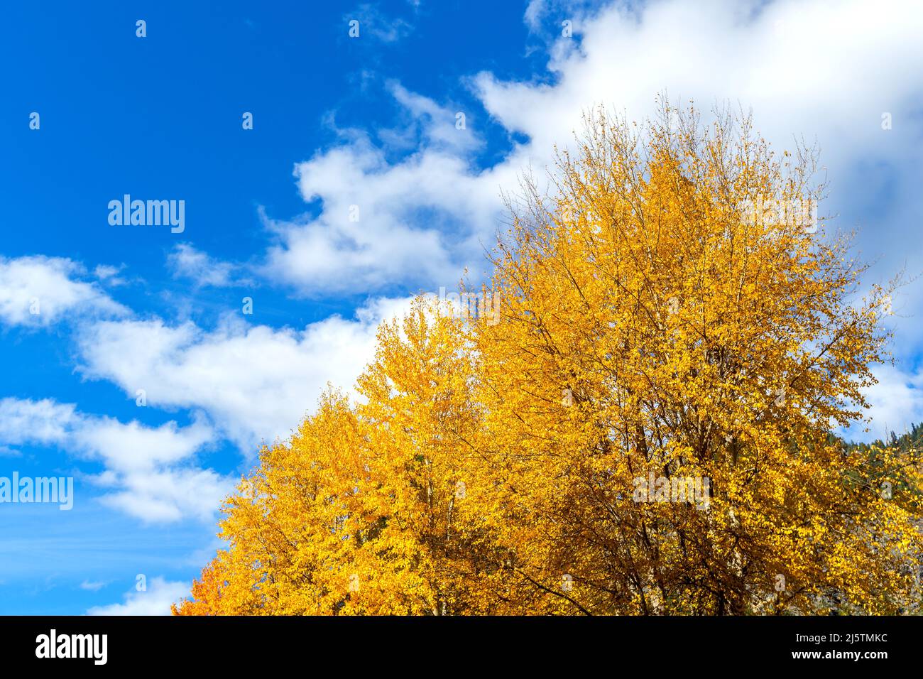 Herbstlandschaft im Park bei strahlendem Sonnenschein Stockfoto