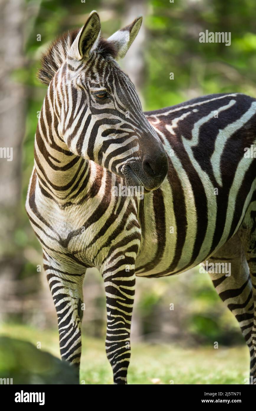 Ein Zebra dreht sich um den Kopf Stockfoto