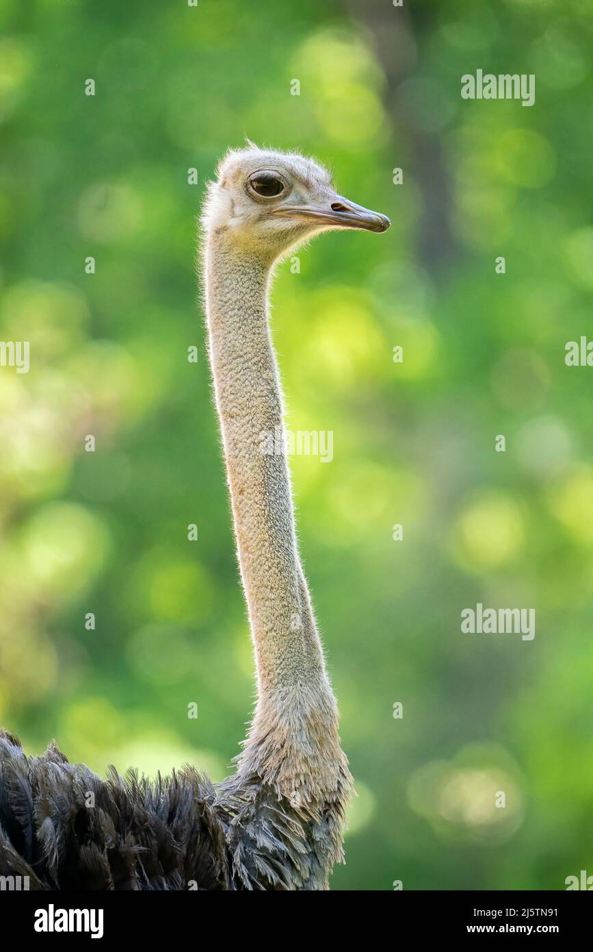 Porträt eines Straußes Stockfoto