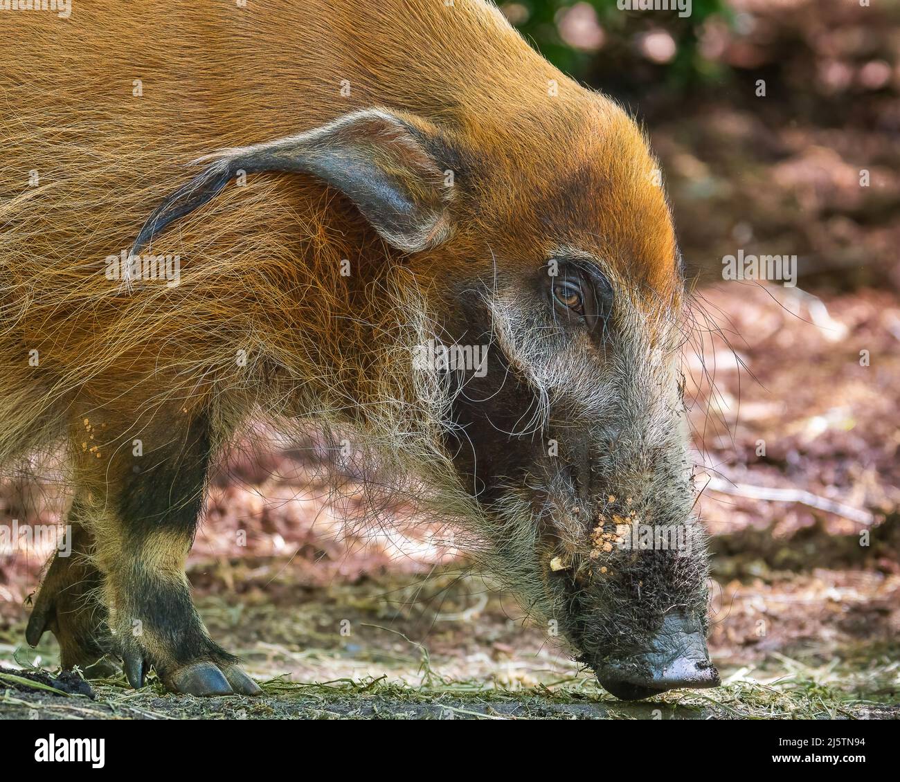 Red River Hog (Bush Pig) wurzelt für Nahrung Stockfoto