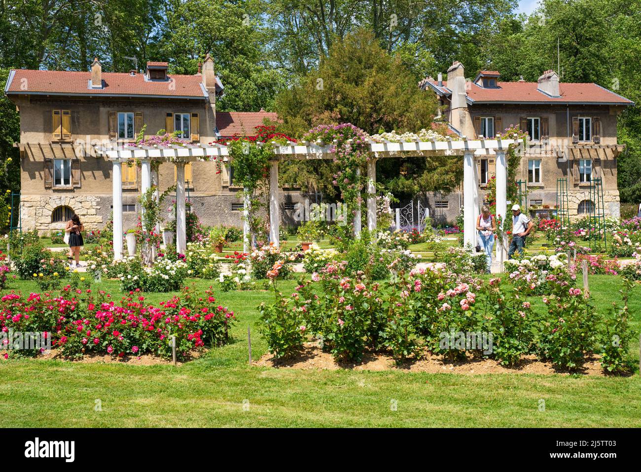 Lyon, Frankreich, 5. Juni 2019, der wunderschöne Rosengarten des Parc de la Tête d'Or (Goldkopf des Parks). Stockfoto