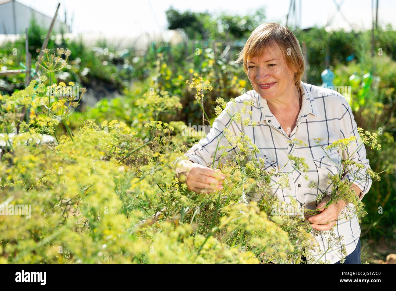 Gärtner im Garten arbeiten Stockfoto