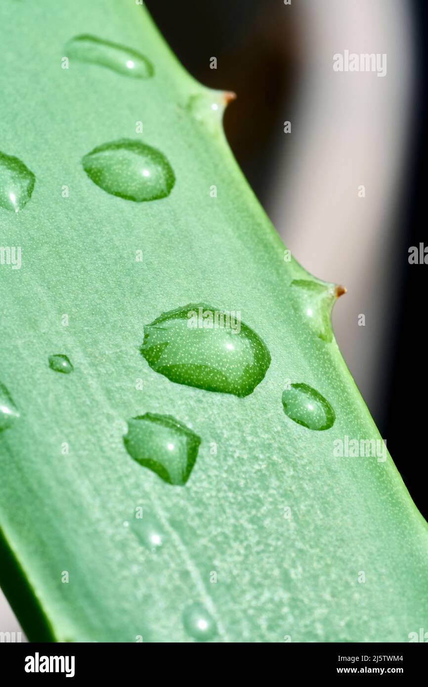 Makroaufnahme der Aloe Vera Pflanze Stockfoto