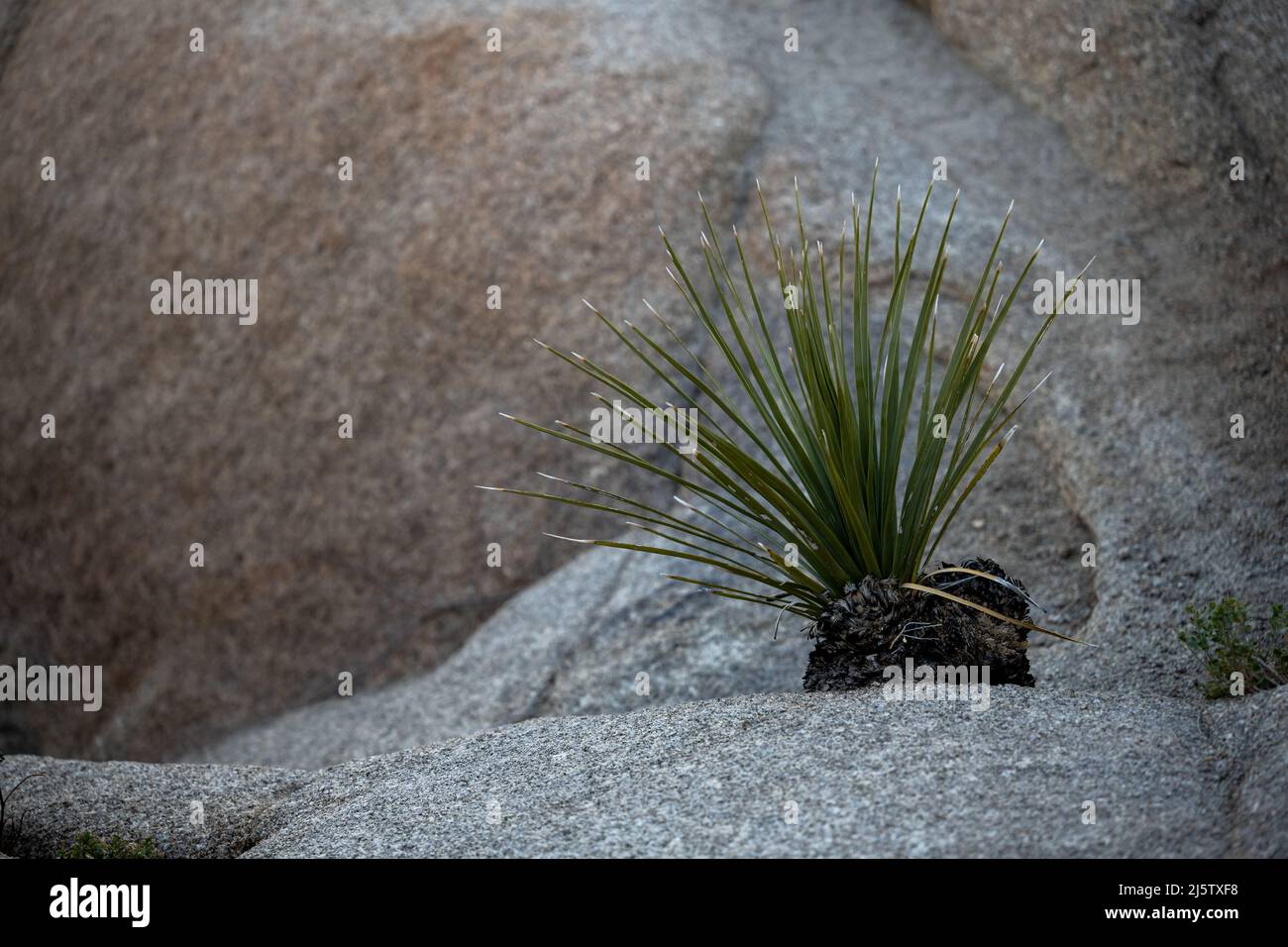 Kleine Yucca, Die In Den Felsen Des Joshua Tree National Park Wächst Stockfoto