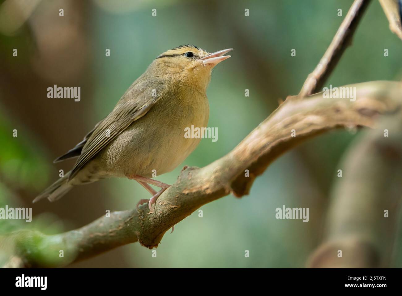 Wurm-Essen Warbler singen Stockfoto