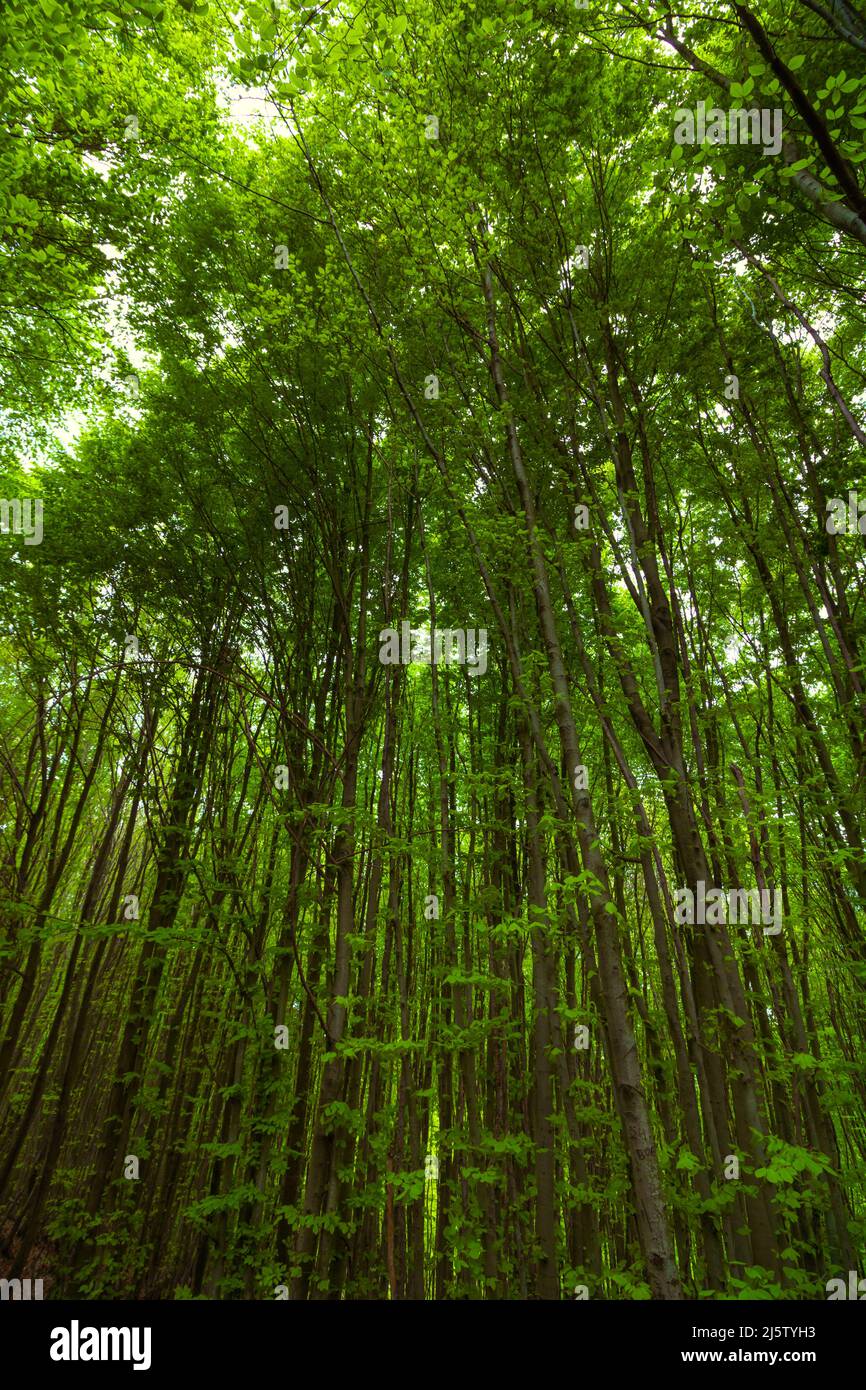 Üppiger Wald. Lange Bäume im üppigen Wald im Frühling. Vertikales Foto. Stockfoto