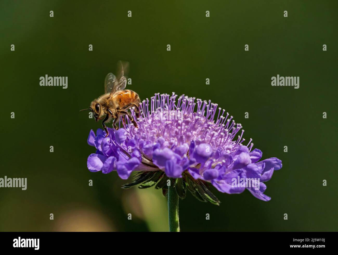 Eine Honigbiene flattert ihren Flügel, während sie sich nach der Bestäubung einer Lavendel-Blauen Nadelkissenblume zum Ausziehen bereit macht. Stockfoto