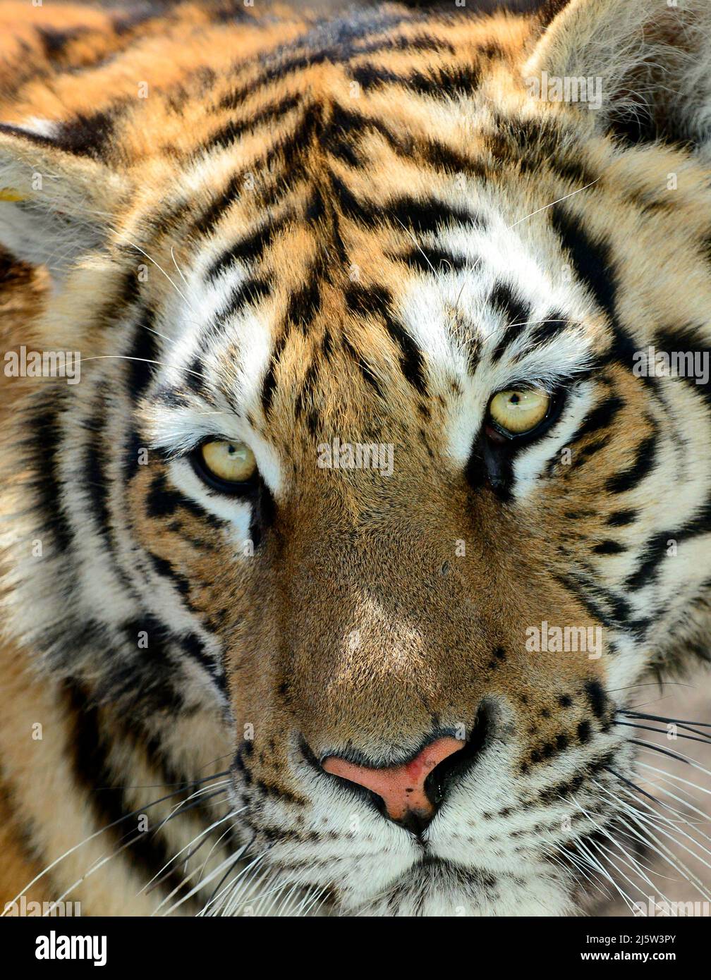 Porträt eines sibirischen Tigers. Stockfoto