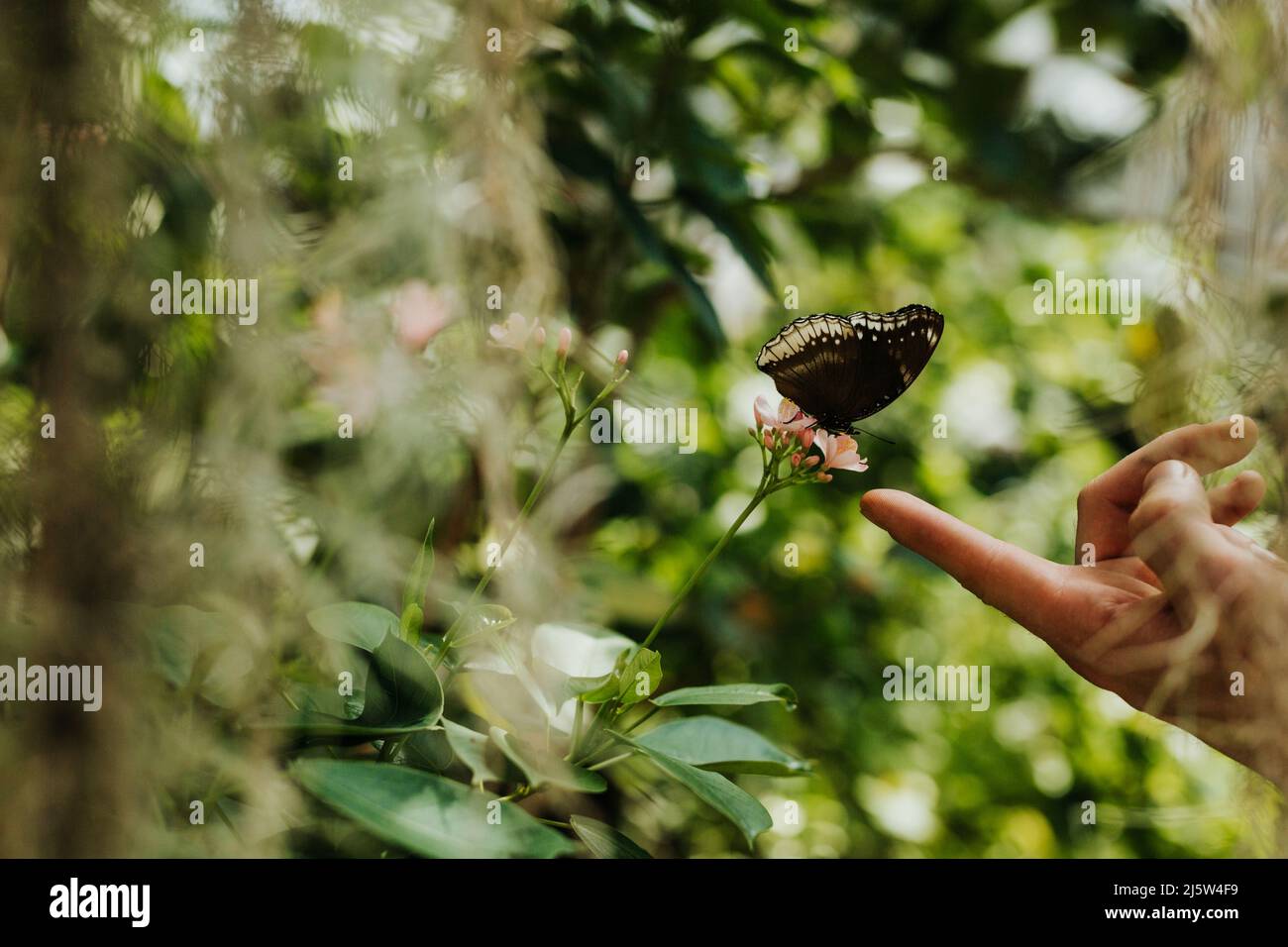 Der Erwachsene Mann erreicht den Finger zum Schmetterling, der auf dem Ast sitzt Stockfoto
