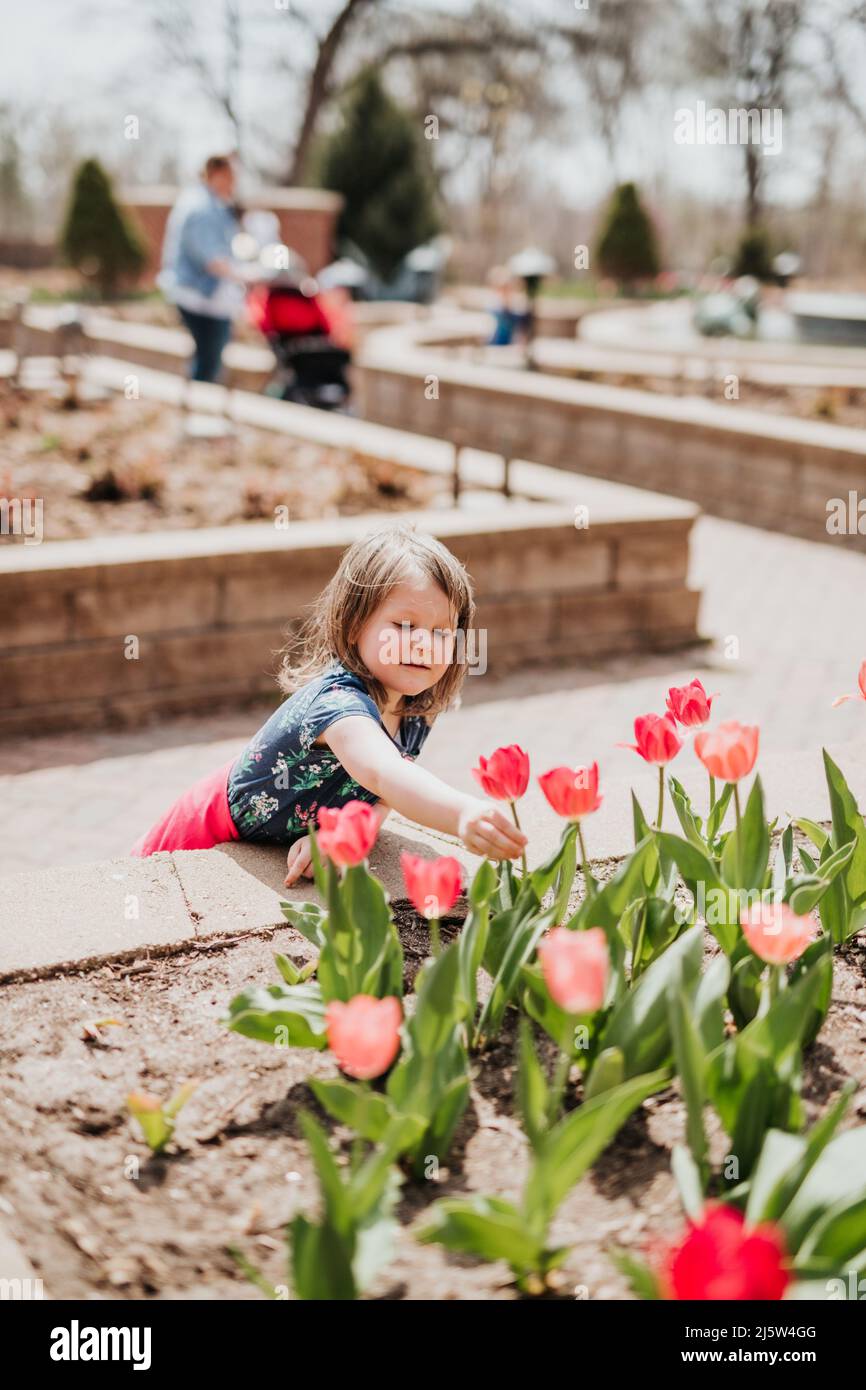Junges Mädchen pflückt rote Tulpe aus Blumenbeet im Frühjahr Stockfoto