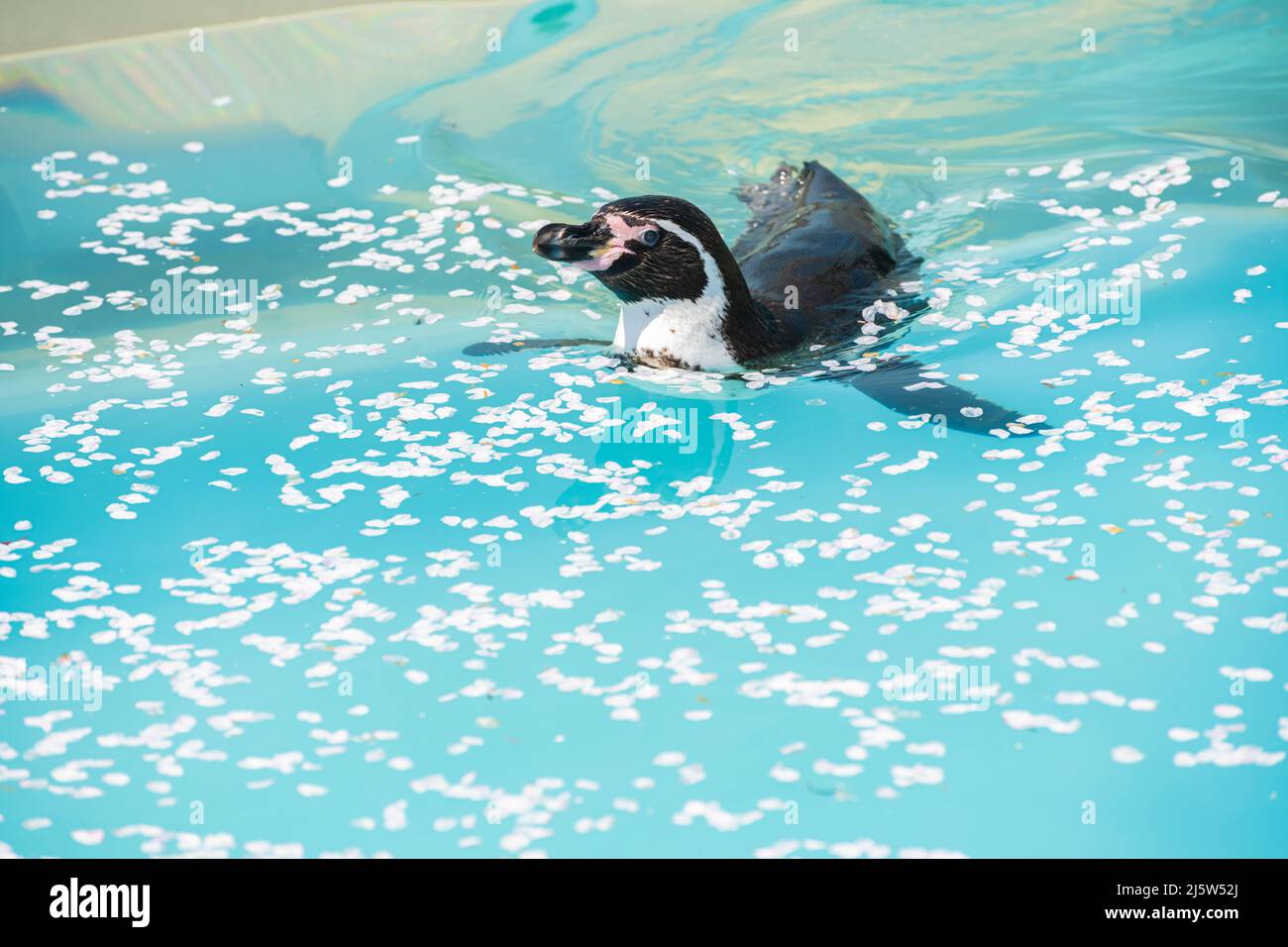 Pinguine schwimmen in einem Pool mit Kirschblütenblättern Stockfoto