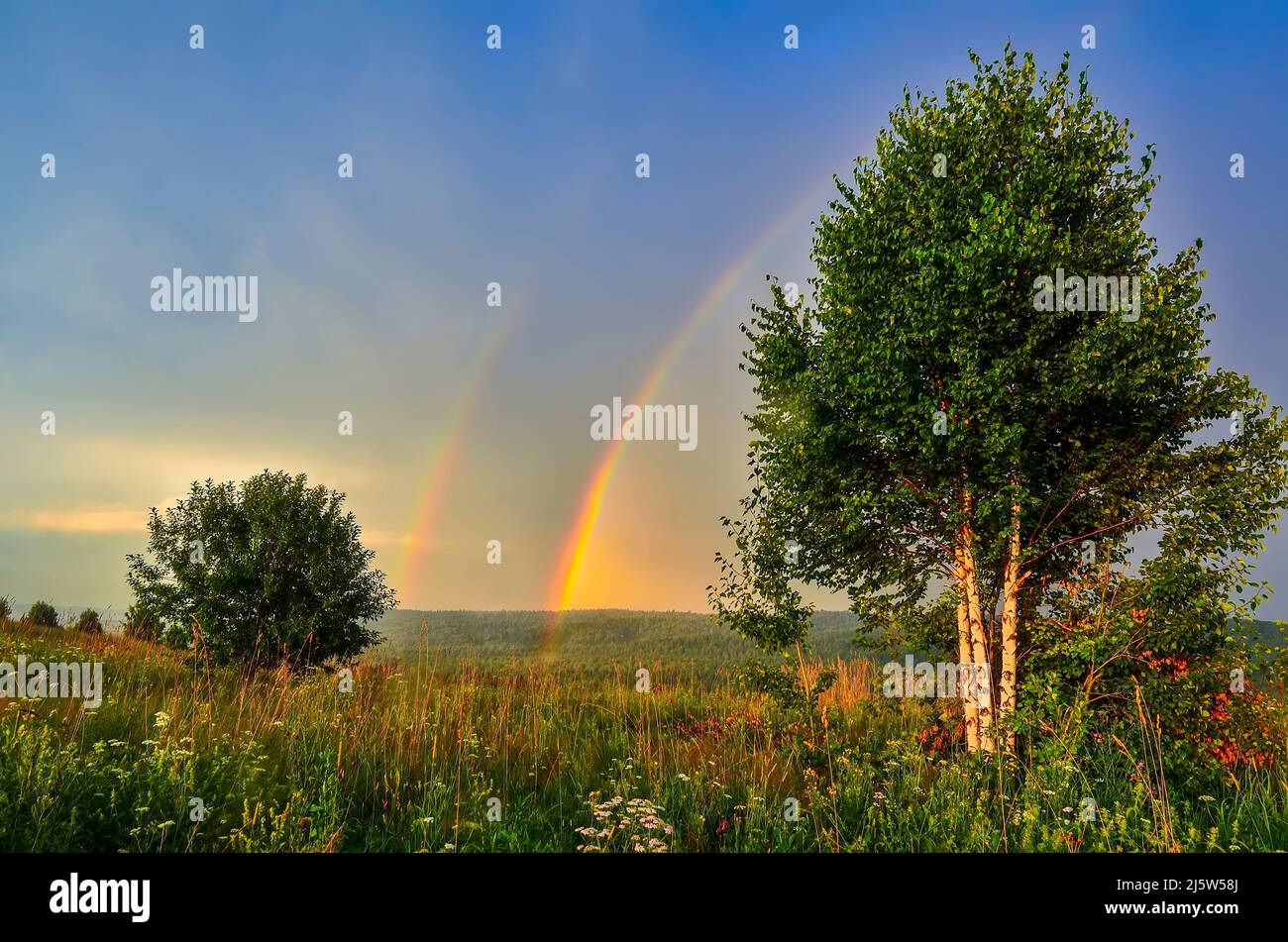 Teil Bogen von doppelten Regenbogen über Sommerabend ländliche Landschaft -Blick auf die Hügel mit tiefen Wäldern bedeckt, goldfarbene Wiese mit Birken an for Stockfoto