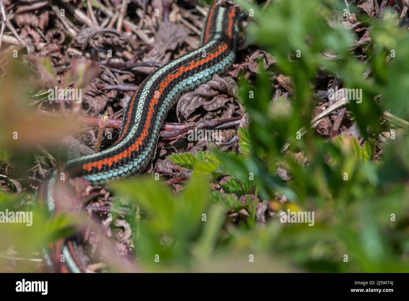 Die gefährdete Strumpfnatter-Schlange von San Francisco (Thamnophis sirtalis tetrataenia) ist die schönste Schlange Nordamerikas. Stockfoto