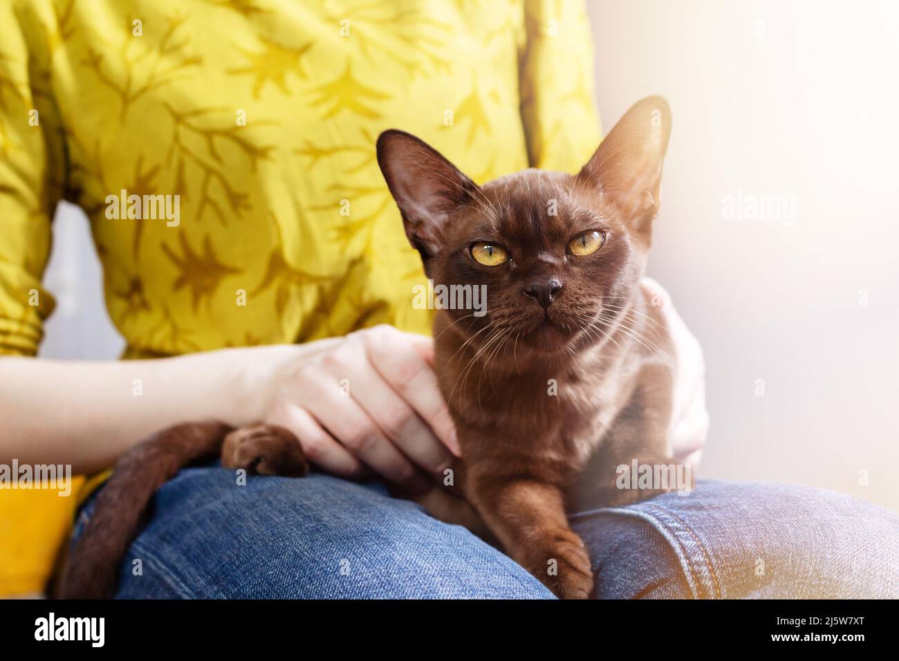 Burmesische Kätzchen in den Händen des Besitzers. Nahaufnahme im Hochformat. Stockfoto