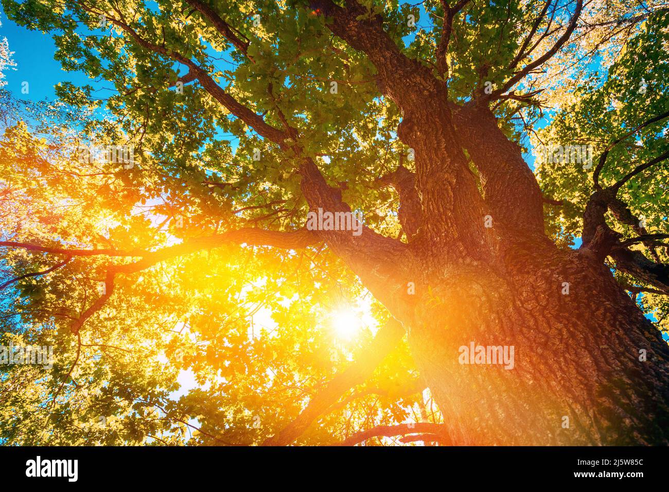 Sommer Sommer Sonnenlicht Sonnenschein durch Eichenwald Baum. Sunny Nature Wood Sonnenlicht. Nahaufnahme von grünem Grün üppige Äste Stockfoto