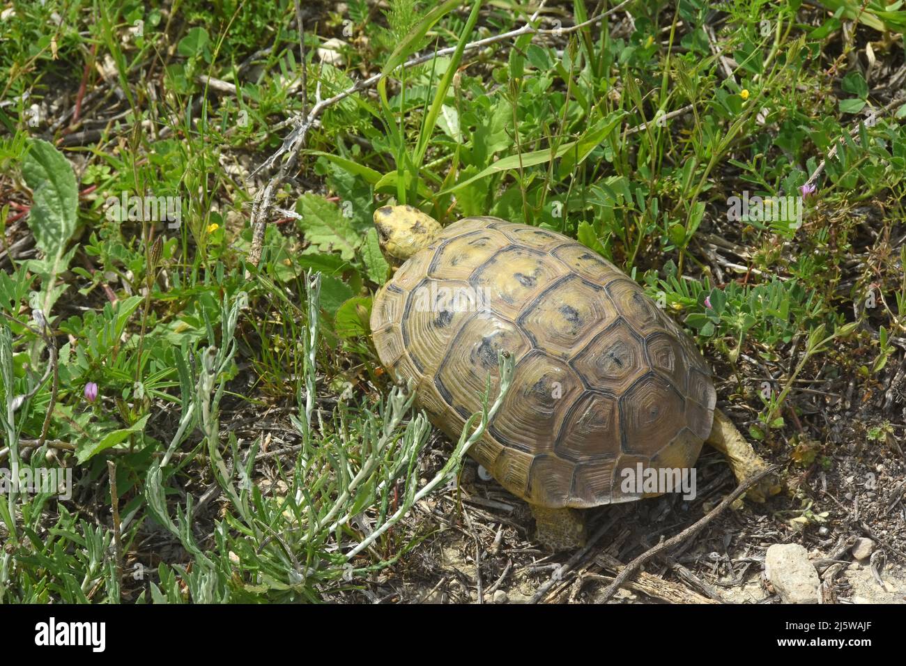 Spornschildkröte, Testudo graeca in freier Wildbahn Stockfoto