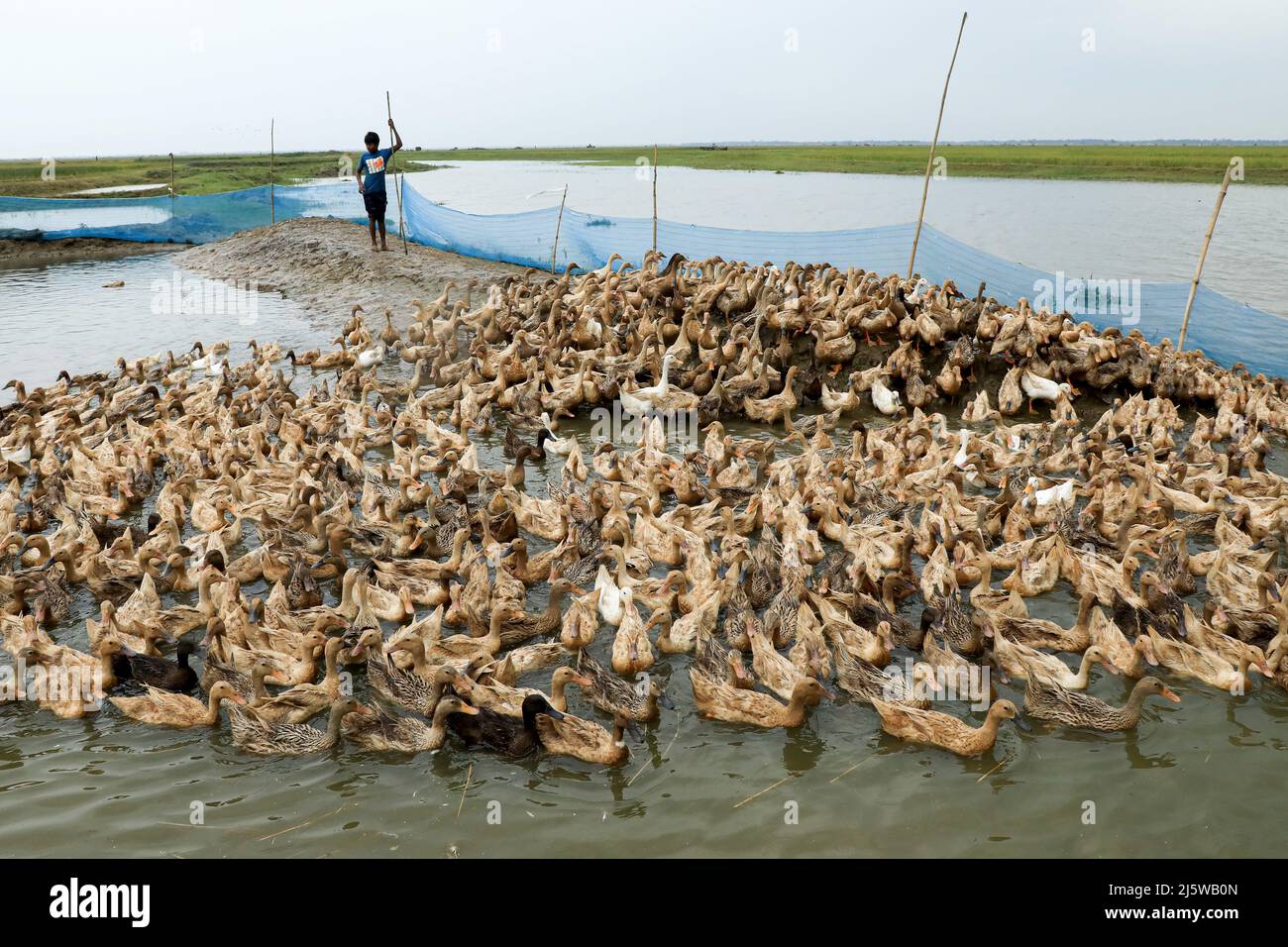 Sunamganj, Bangladesch. 20. April 2022. Ein Landwirt füttert Enten in Tanguar Haor. Die Entenzucht wird bei den Bauern in Teilen Bangladeschs, einschließlich des Sunamganj-Bezirks, eines von Feuchtgebieten übersäten nordöstlichen Bezirks, immer beliebter. (Bild: © MD Manik/SOPA Images via ZUMA Press Wire) Stockfoto