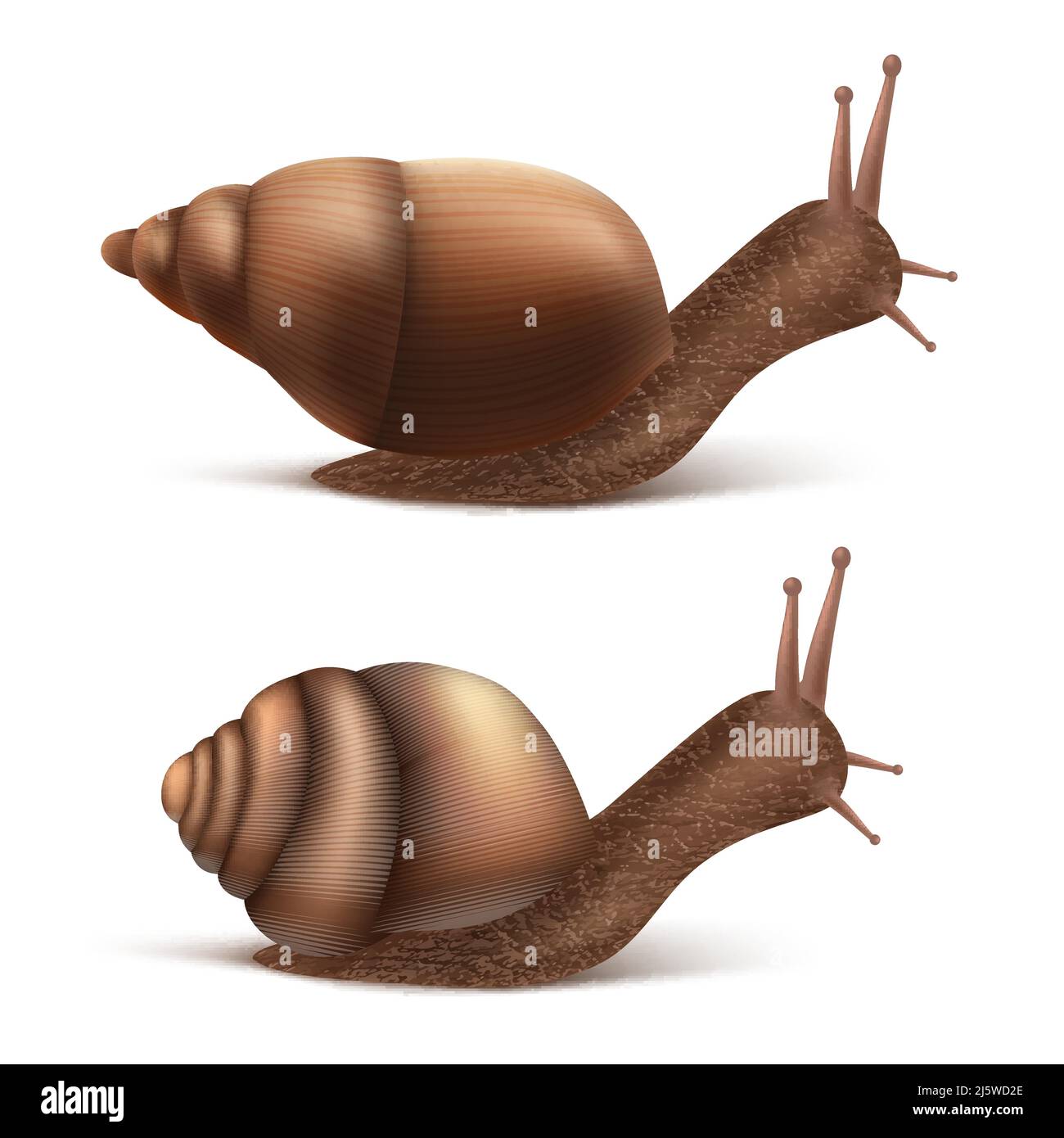 Vector 3D realistische zwei schleichende burgundische oder römische Schnecken. Gastropoden isoliert auf weißem Hintergrund. Französische Küche Delikatessen, essbare und Landwirtschaft EU Stock Vektor