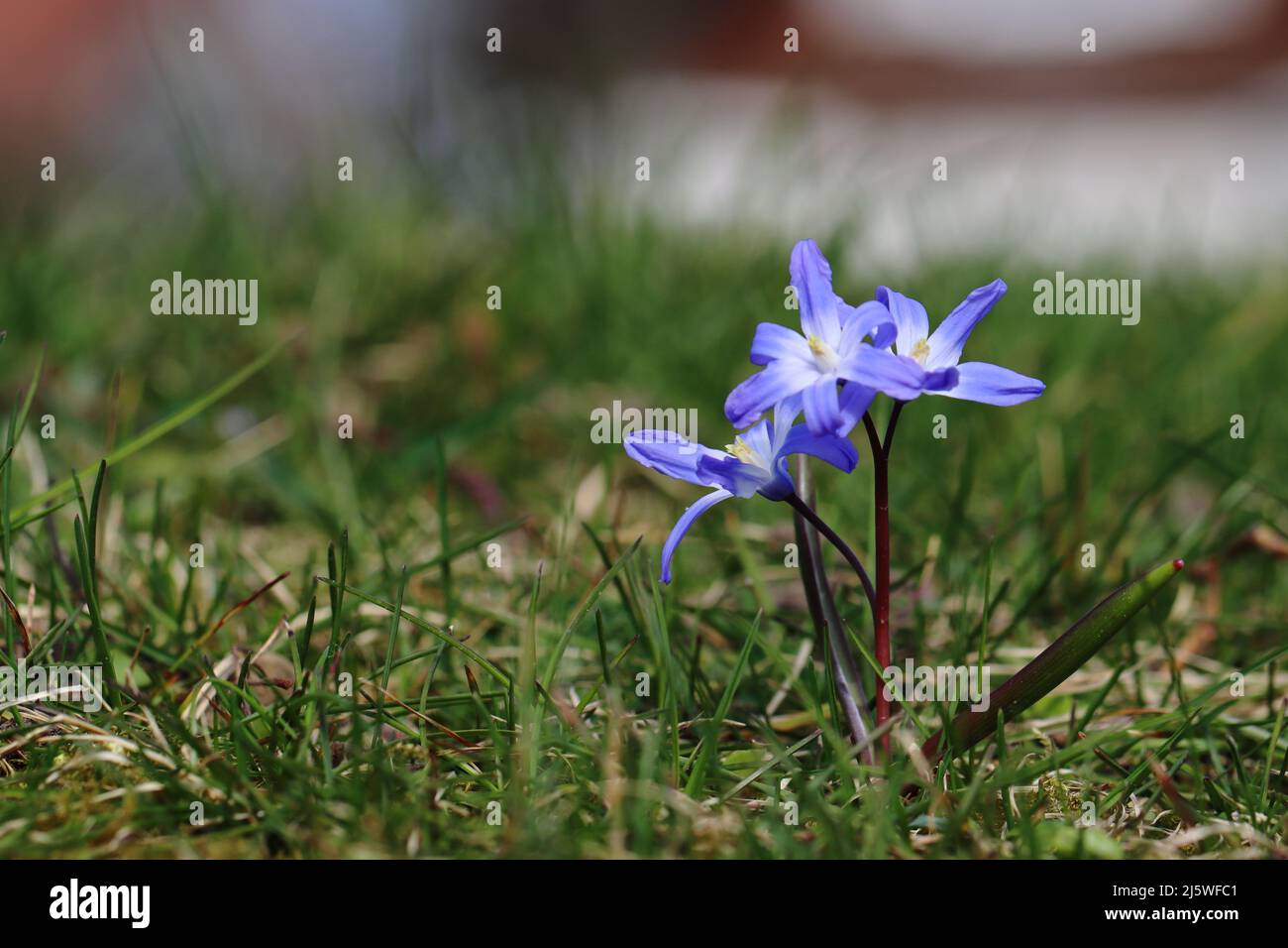 Nahaufnahme von drei hübschen blauen, gewöhnlichen Sternhyazinthen auf einem Rasen Stockfoto