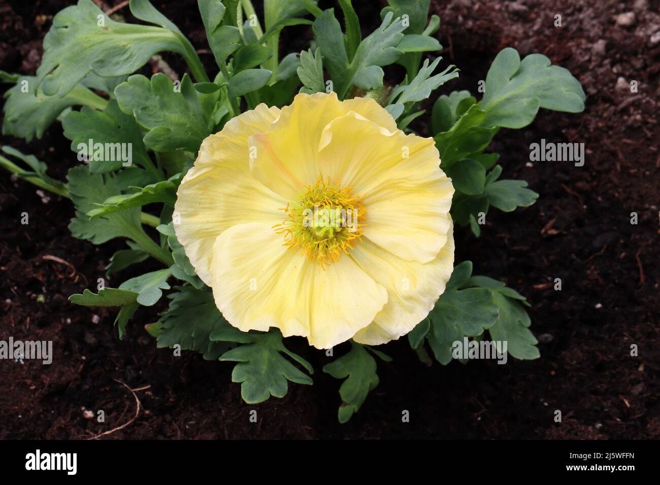 Nahaufnahme einer hellgelben Mohnblume in einem Garten, Draufsicht Stockfoto