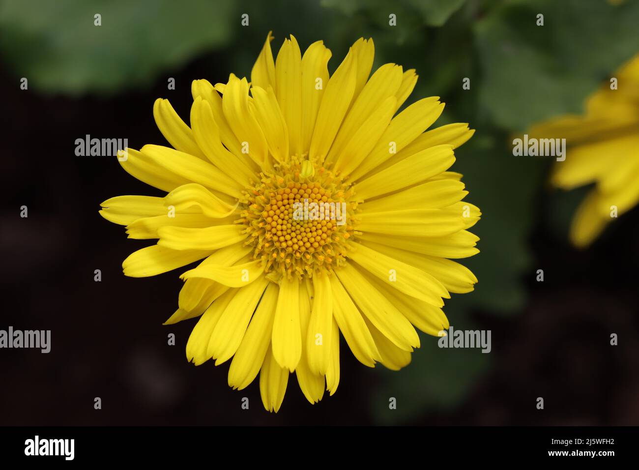 Nahaufnahme einer schönen gelben Doronicum-Blume mit Blick von oben Stockfoto