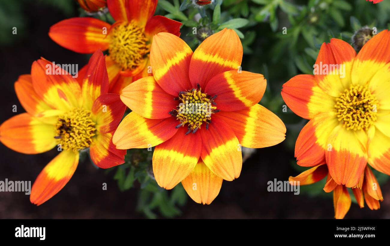 Nahaufnahme von wunderschönen dreifarbigen biden-Blumen mit Blick von oben Stockfoto
