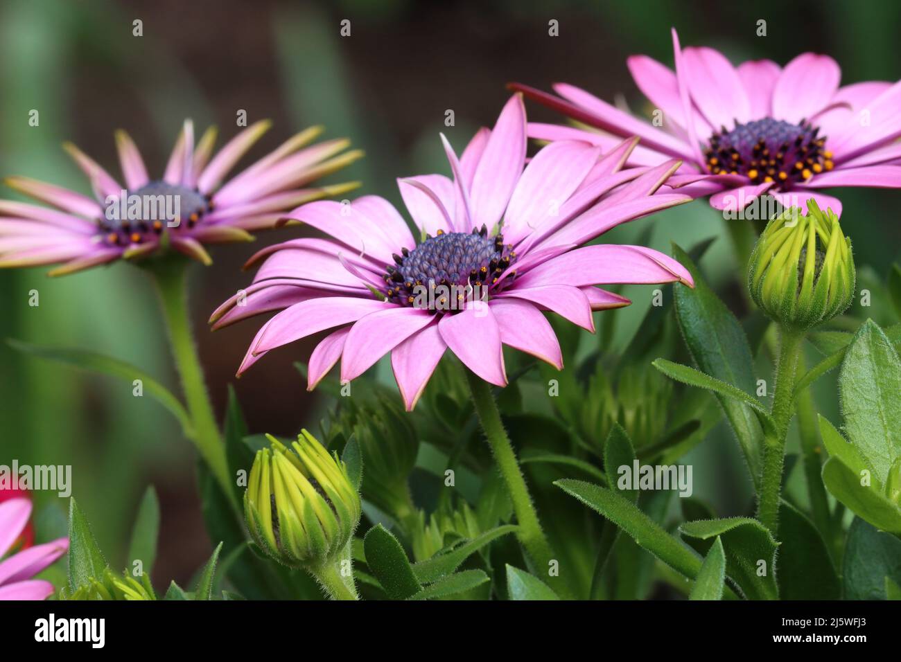 Nahaufnahme von frischen, hellvioletten osteospermum-Blüten Stockfoto