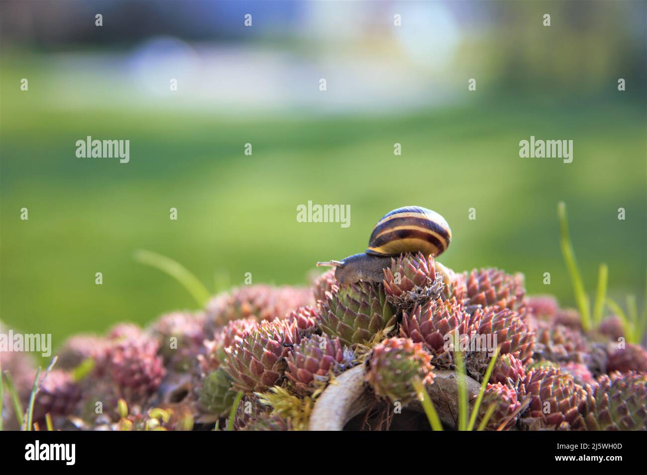 Gehäuseschnecke läuft in freier Natur Makroaufnahme Stockfoto