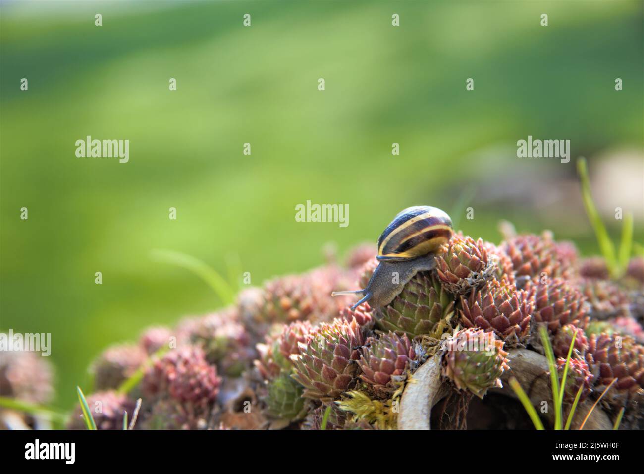 Gehäuseschnecke läuft in freier Natur Makroaufnahme Stockfoto