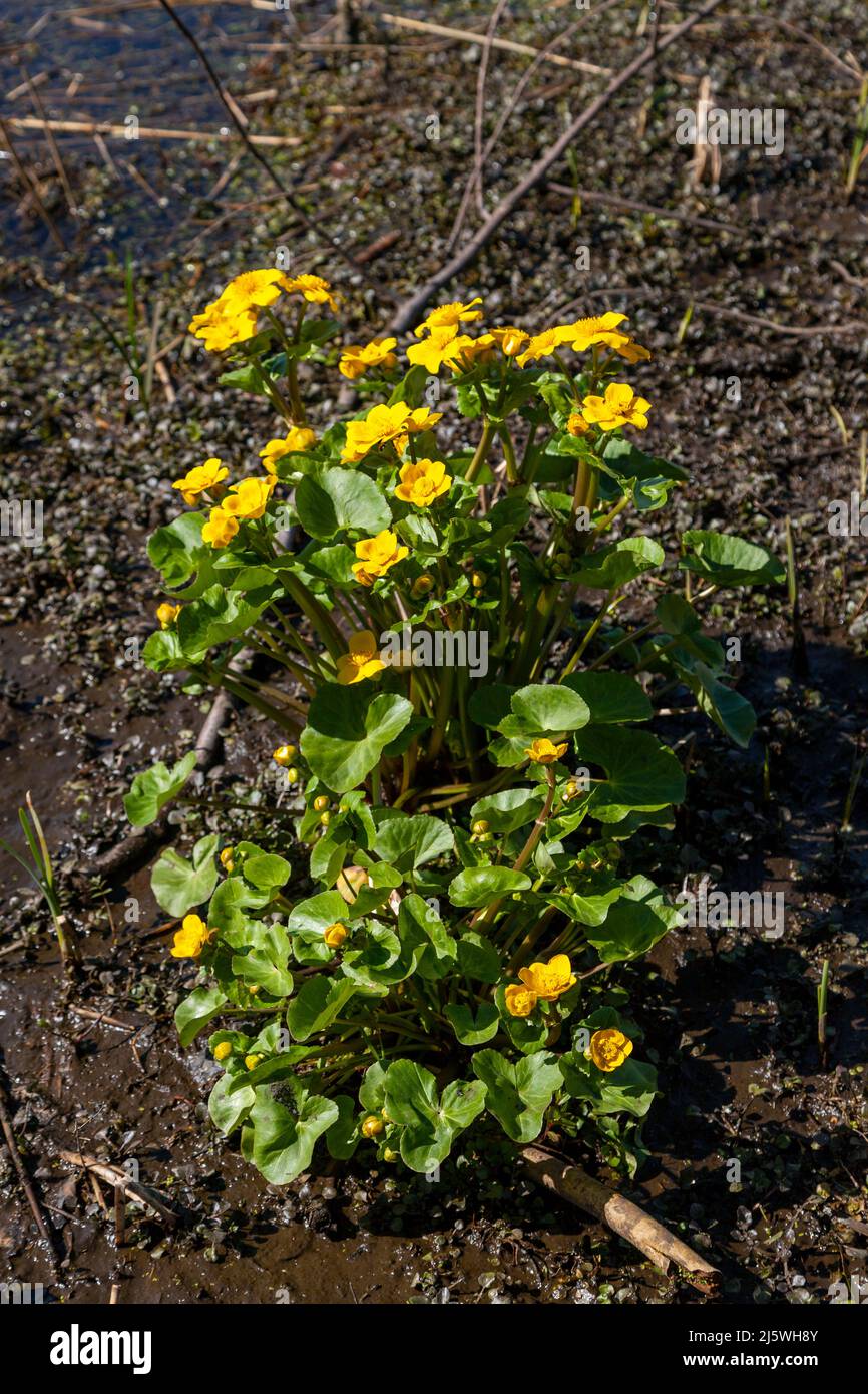 Marigold (Caltha palustris) Stockfoto