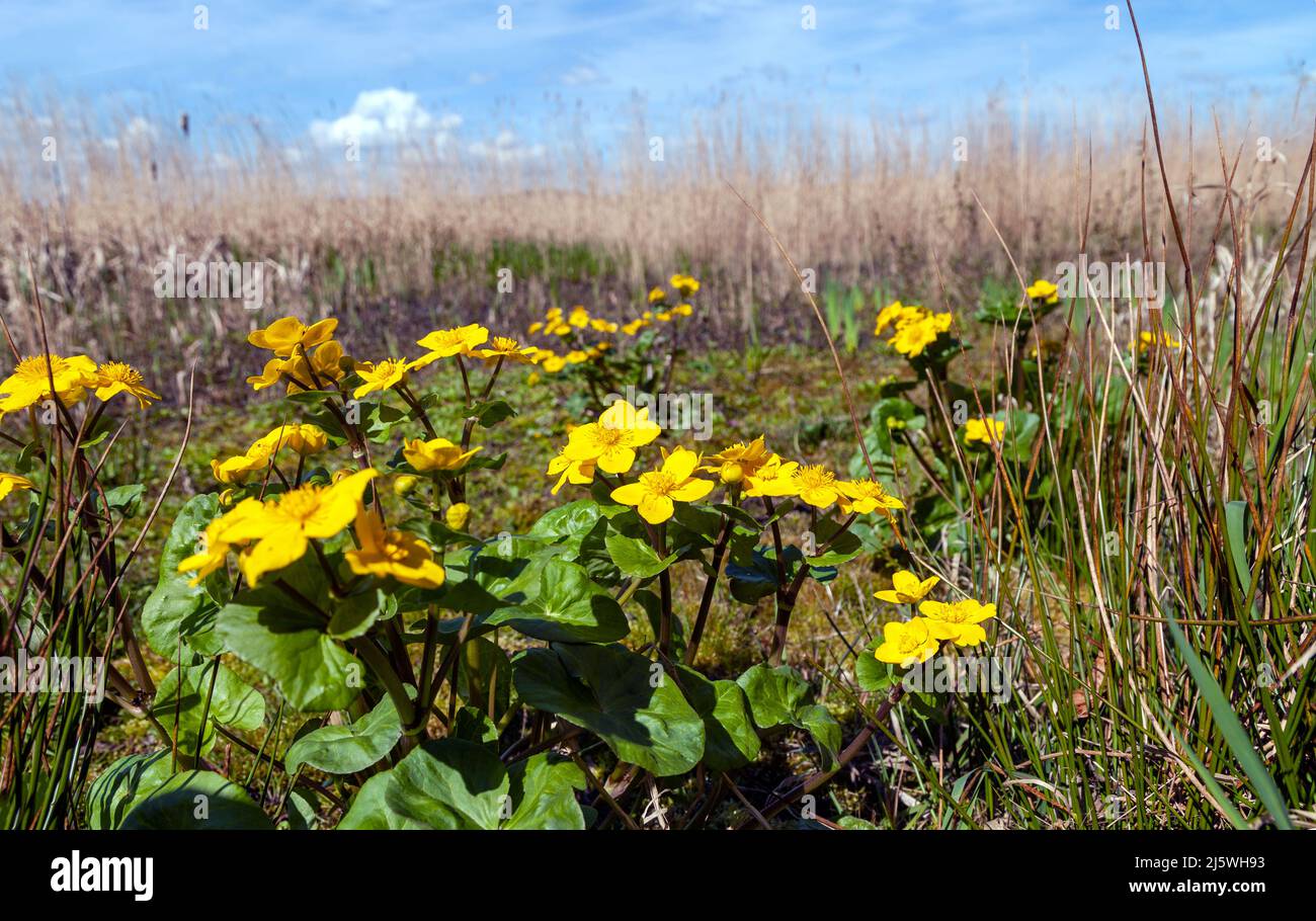 Marigold (Caltha palustris) Stockfoto