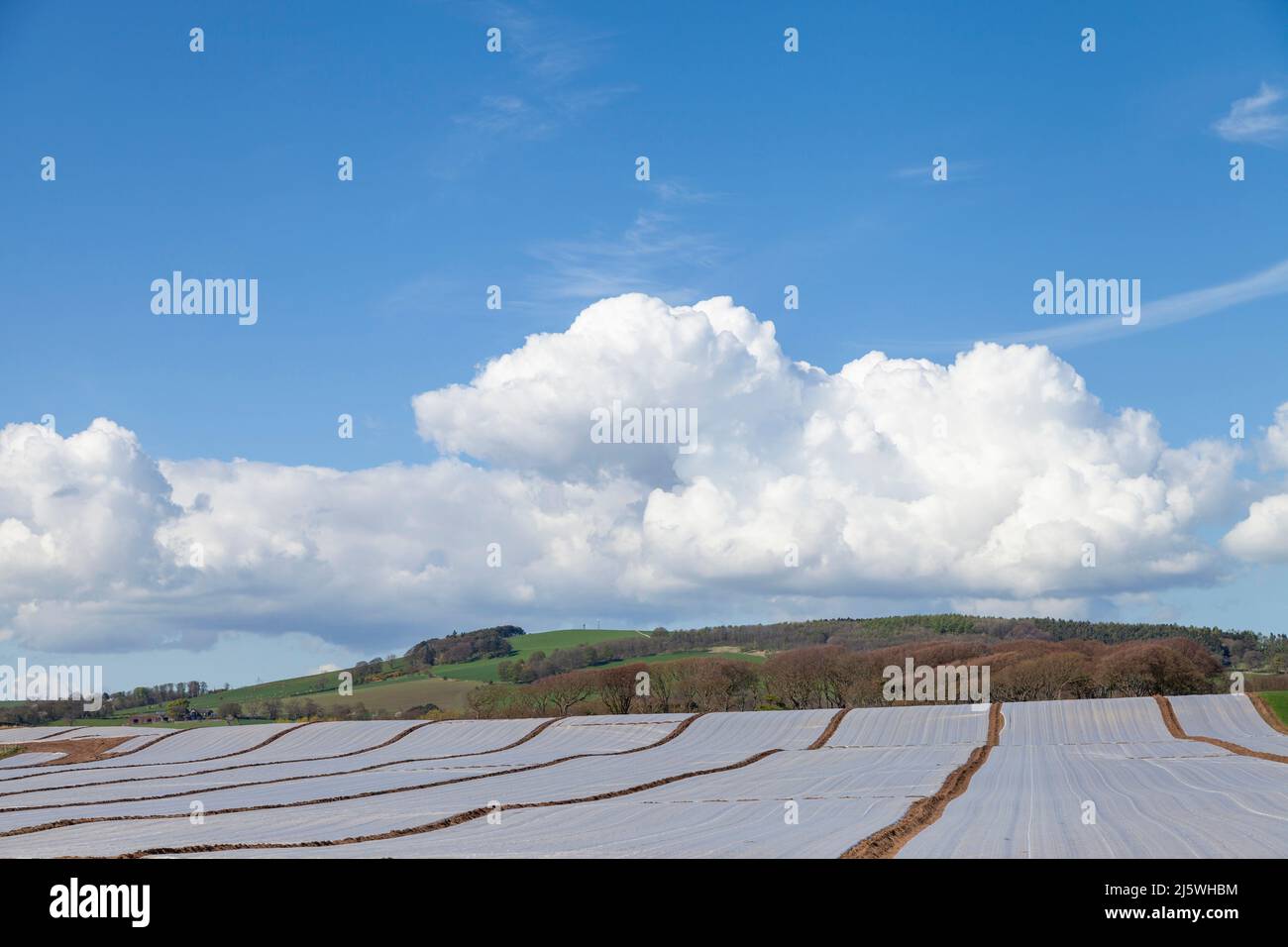 Landwirtschaftliches Vlies, das in Fife, Schottland, gesät wird Stockfoto