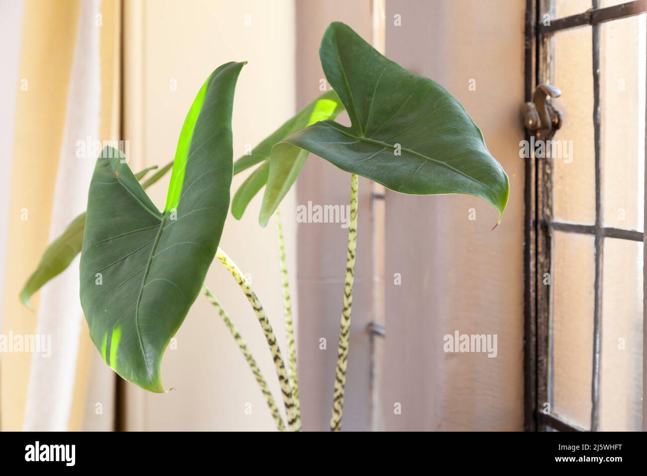 Pfeilförmige Blätter Stockfotos und -bilder Kaufen - Alamy