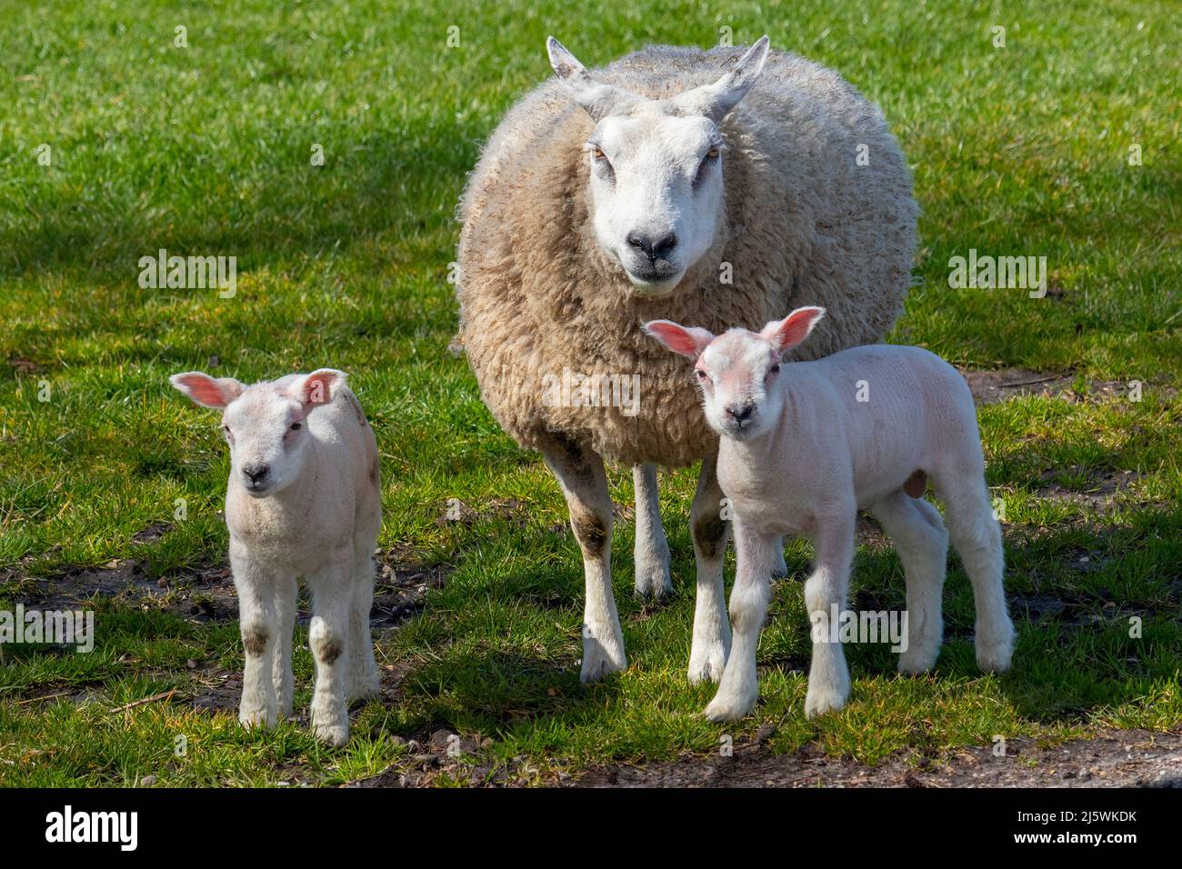 Mutter Schafe und ein Paar weiße flauschige Lämmer auf der Wiese Stockfoto